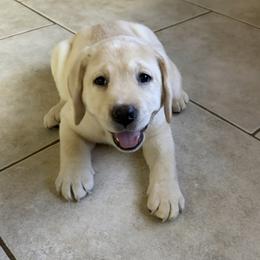 Labrador Retriever puppies from Holly and Handsome