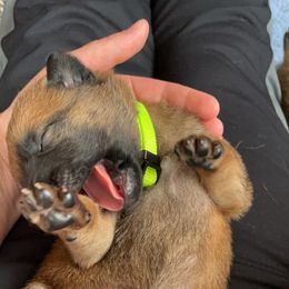 Belgian Malinois Puppies from Pyrex Kennels