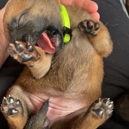 Belgian Malinois Puppies from Pyrex Kennels