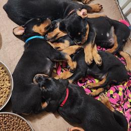 Cane Corso and Rottweiler Puppies from Hildegarde Kennels