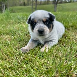 Wasabi - Blue male Australian Cattle Dog puppy in Olive Hill, Kentucky from Tompkins Farm