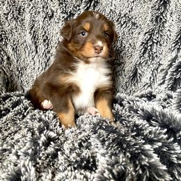 Australian Shepherd Puppies from Burdock Hill Australian Shepards