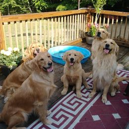 Golden Retrievers from Timber Trails Goldens