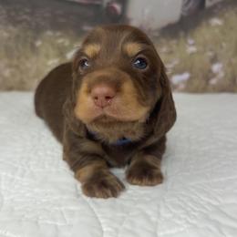 Otto - Chocolate and cream male Dachshund puppy in Jacksonville, Florida from Duval Doxies