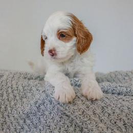 Goldendoodle Puppies from K Farm Doodles