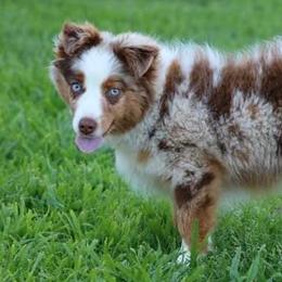 Miniature Australian Shepherds and Toy Australian Shepherds from Double M Toy and Mini Aussies