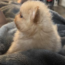 Pomeranian Puppies from Uniquepombabies