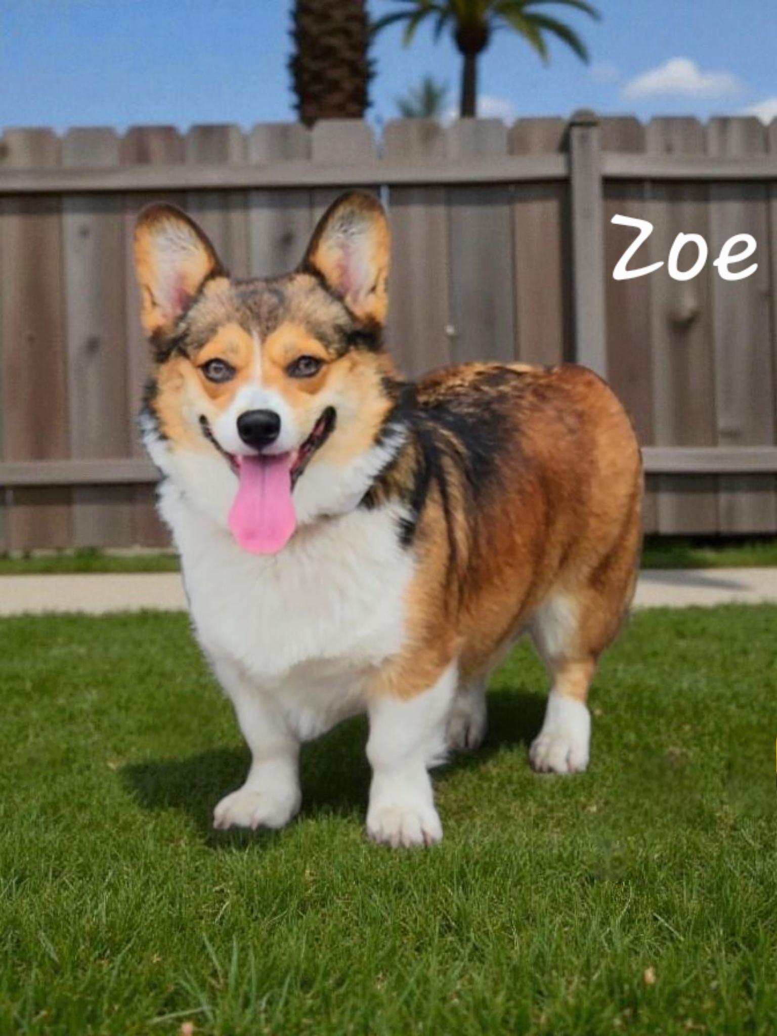 Zoe