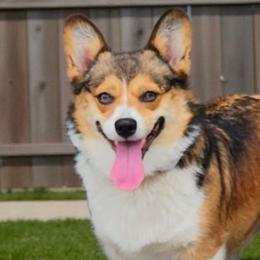 Zoe - Pembroke Welsh Corgi