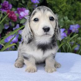 Simon - Dapple male Dachshund puppy in Fayetteville, North Carolina from RRD