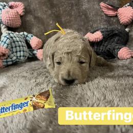 Butterfinger - Apricot male Goldendoodle puppy in Richmond, Texas from Harper’s Heartbeats
