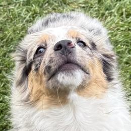 Miniature American Shepherds and Miniature Australian Shepherds from ShawnMarie Davis