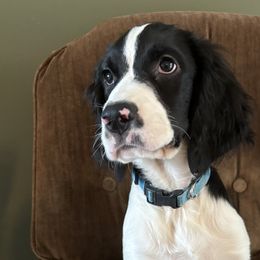 Great Danes from Rogue Mountain Manor