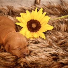 Labrador Retriever Puppies from TNT Elite Labradors