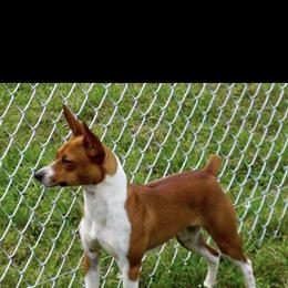 Ember - Red white and sable female Rat Terrier puppy in Savoy, Texas from Rockin EZ Rat Terriers