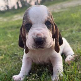 Pink lace ear - Black brown and white female Basset Hound puppy in Douglas, Georgia from Huffer Hounds and Havanese
