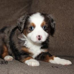 Blue Merle male 2 - Blue merle male Miniature Australian Shepherd puppy in Redding, California from Lavish Luxuries Mini and Toy Australian Shepherds