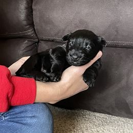 Scottish Terrier Puppies from Heart of America Scotties