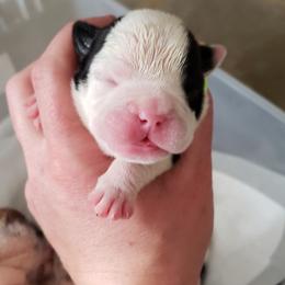 English Bulldog Puppies from Ruza's Bulldogs
