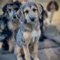Cynthia - Merle female Assorted Doodle Crosses puppy in Kansas City, Missouri from Beary GoldenDoodles