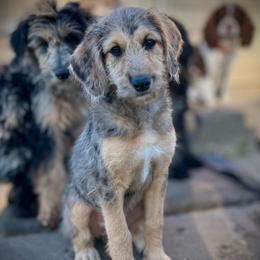 Cynthia - Merle female Assorted Doodle Crosses puppy in Kansas City, Missouri from Beary GoldenDoodles