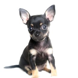 Chihuahua and Pomeranian Puppies from PNW Designer Toy Breeds