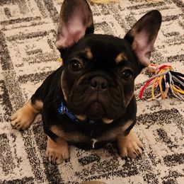 Boy 2 - Black and tan French Bulldog puppy in Syracuse, New York from Shady River Frenchies