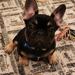 Boy 2 - Black and tan French Bulldog puppy in Syracuse, New York from Shady River Frenchies