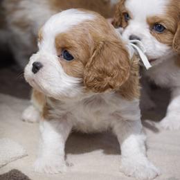 Marina - Blenheim female Cavalier King Charles Spaniel puppy in Greensboro, North Carolina from Hyde Park Cavaliers