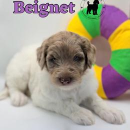 Beignet - Merle female Goldendoodle puppy in Ponchatoula, Louisiana from Real Life Furrytales