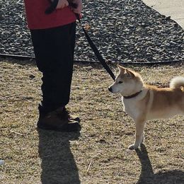 Boston Terriers and Shiba Inu from Diamonds In The Ruff Boston Terriers & Shiba Inus