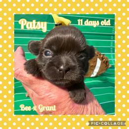 Patsy - Liver female Shih Tzu puppy in Beatrice, Nebraska from I Shih Tzu Not Puppies