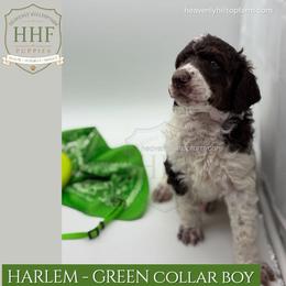 HARLEM - Green Collar Boy - Parti male Poodle puppy in Charlo, Montana from Heavenly Hilltop Farm