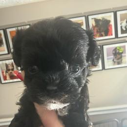 Sage - Black male Yorkipoo puppy in Florence, Kentucky from 4paws4ever by Design