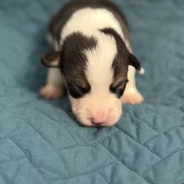 Purple - Black and tan female Pembroke Welsh Corgi puppy in Early, Texas from Mitchell Corgis