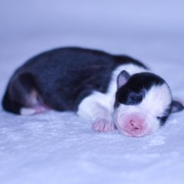 Wynter - Black tri-color female Australian Shepherd puppy in Easton, Missouri from MMA Kennel