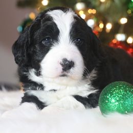 Goldendoodle and Aussiedoodle Puppies from Sister Doodles