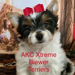 Medium Girl - Black tan and white female Biewer Terrier puppy in Jonestown, Pennsylvania from AKC Xtreme Biewer Terriers...