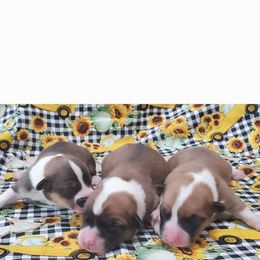 Pembroke Welsh Corgi All Grown Up from Pine Lawn Corgis