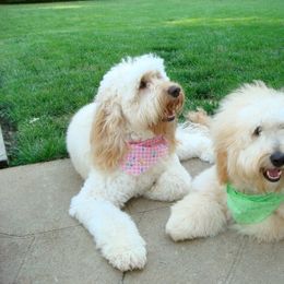Australian Labradoodle All Grown Up from St. Louis Australian Labradoodles