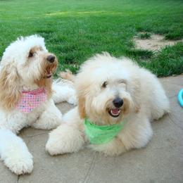 Australian Labradoodle All Grown Up from St. Louis Australian Labradoodles
