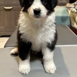 Australian Shepherd Puppies from Highland Haven Australian Shepherds