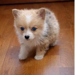Willy - Blue merle and white male American Corgi puppy in Missouri from Country Legends Aussies & Corgis