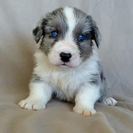 Cardigan Welsh Corgi Puppies from Victory Crown