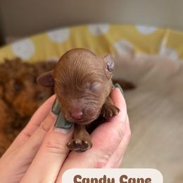Candy Cane - Red male Cavapoo puppy in Sugar City, Idaho from Taylor's Cavapoos