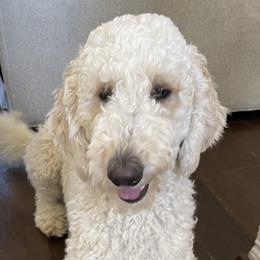 Daisy - Goldendoodle