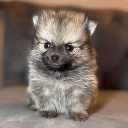 Theodore - Cream sable Pomeranian puppy in Denver, Colorado from Melrey's paws