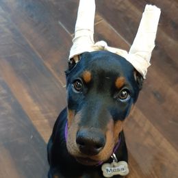 Doberman Pinscher Puppies from Steel Haus Dobermans