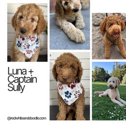 Double Doodle and Goldendoodle Puppies from Red White and Doodle