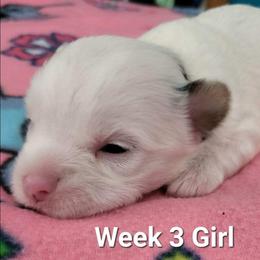 Girl 2 - Tan and white female Yorkshire Terrier puppy in Adams, North Dakota from Mathiasons Little Barkers